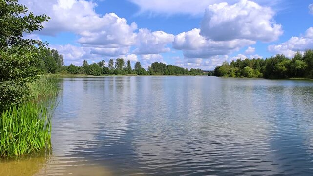 Alder, poplars, willow and birch trees grow on the grassy shores of the lake. There are ripples on the water and a reflection of the blue sky with clouds. Reeds grow in the water Sunny and warm summer