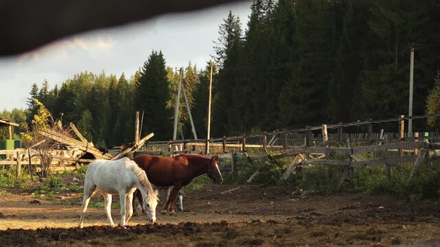 Stable. Horses in pastures. White horse. Summer. Slow motion video. High quality 4k footage