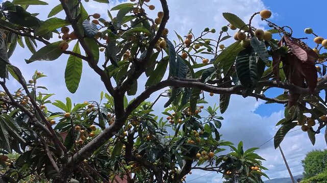 loquat tree with fruit, close-up, 4k resolution