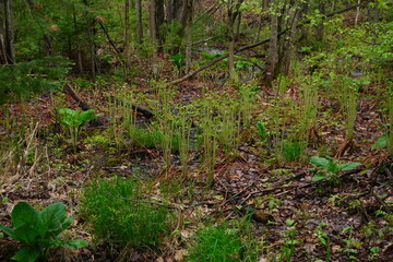 Obraz premium Green fiddlehead ferns emerging from the wet forest floor during spring among trees and brown leaf litter
