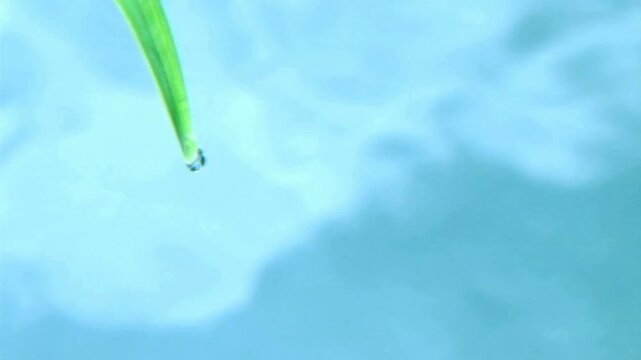 青空の映る水面に葉先から落ちる水滴