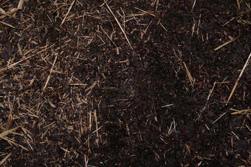 Top-down perspective of dark damp forest soil covered in scattered dry straw twigs and decaying organic mulch © 1975boomerang
