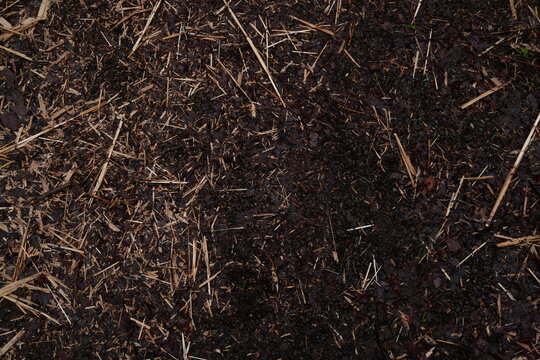 Top-down perspective of dark damp forest soil covered in scattered dry straw twigs and decaying organic mulch