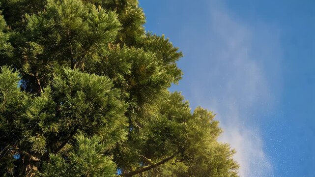 Sequence showing a large cloud of yellow pollen bursting from a conifer tree. Seasonal allergies and hay fever concept with airborne allergens. Pollination in nature against a blue sky