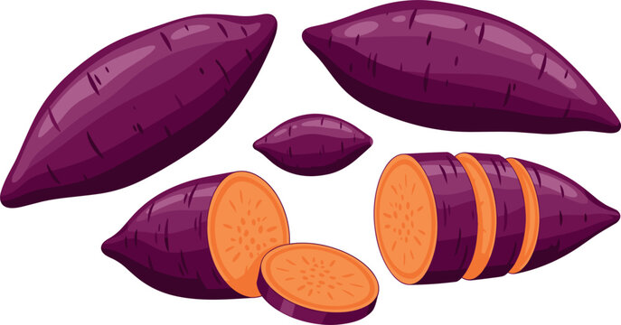 Fresh Purple Sweet Potato Vector Set Featuring Whole and Sliced Yam with Orange Flesh Isolated on White Background for Culinary Graphic Designs