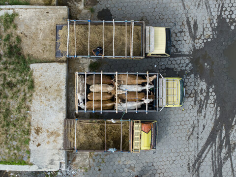 Aerial view of Animal Market Prambanan with trucks carrying cattle and hay parked on hexagonal pavement in Kecamatan Prambanan, Jawa Tengah, Indonesia.
