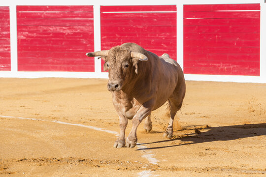 Capture of the figure of a brave bull in a bullfight, Sabiote, Spain