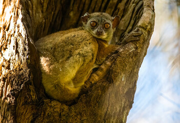 Dwarf Lemur © Chris