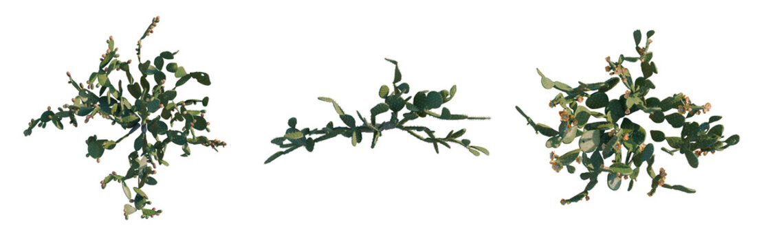 Cobaea scandens tree plan, top view, cutout, transparent background, isolate, Close-up of Lush Green Fern Fronds with Delicate Detail, Nature Photography