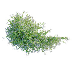 Obraz premium Clematis paniculata tree plan, top view, cutout, transparent background, isolate, Delicate sprig of flowering dogwood tree branch, close up, springtime, nature, spring blossom