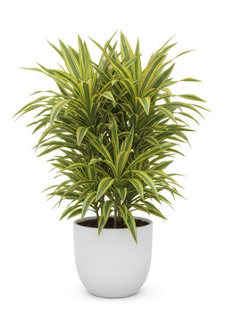 Lush green dracaena plant in white pot