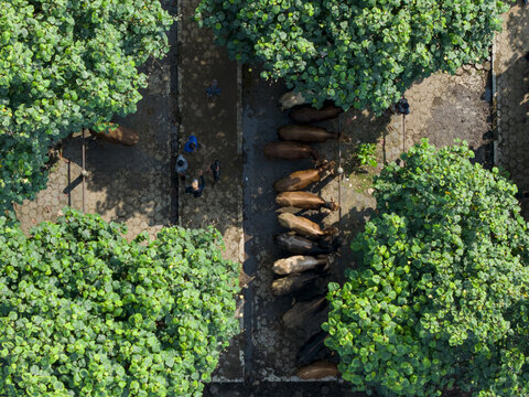 Aerial view of Animal Market Prambanan with rows of cattle and people standing under lush green trees on a paved ground in Kecamatan Prambanan, Jawa Tengah, Indonesia.