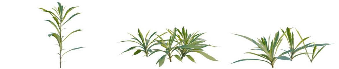 Fototapeta premium Aster subulatus tree, elevation, front view, cutout, transparent background, isolate, Vibrant green leaves close-up, detailed texture, nature, botany, fresh, spring, organic, macro photography