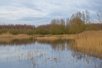 Obraz premium Winter Wetlands with golden reed and willow and silver birch trees in Gentbrugse meersen nature reserve, Ghent, Flanders, Belgium 