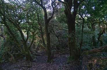 Fototapeta premium Anaga relict forest and park, Tenerife, Spain, Canary islands