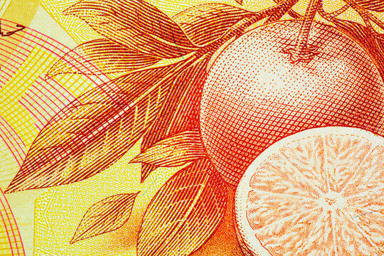 Orange Tree Branch on 50 Syrian Pounds Banknote. The new post-redenomination national currency of Syria.