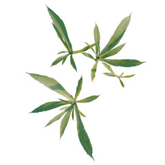 Fototapeta premium Aster subulatus tree plan, top view, cutout, transparent background, isolate, Close-up of a vibrant green leaf, detailed texture showcasing nature's beauty and freshness.
