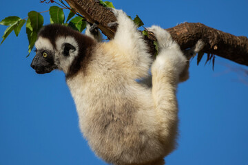 Fototapeta premium Verreaux’s Sifaka Lemur