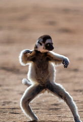 Fototapeta premium Verreaux’s Sifaka Lemur