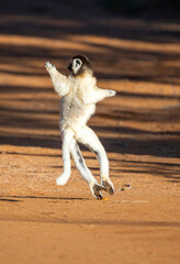 Fototapeta premium Verreaux’s Sifaka Lemur