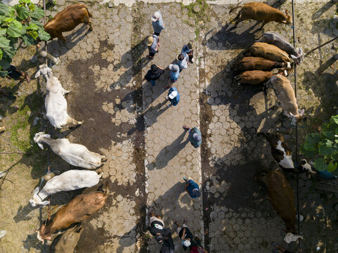 Aerial view of Animal Market Prambanan with people walking between rows of tethered cows on a paved ground in Kecamatan Prambanan, Jawa Tengah, Indonesia.
