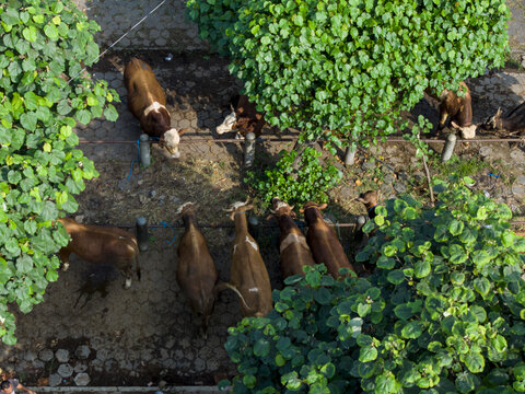 Aerial view of cows in pens at the Animal Market Prambanan surrounded by lush green trees and stone-paved ground in Kecamatan Prambanan, Jawa Tengah, Indonesia.