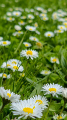 Beautiful common daisies (Bellis perennis) blooming in a vibrant green grass lawn on a sunny spring day. Vertical close-up shot of white wildflowers in a meadow. © Mariia
