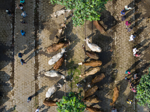 Aerial view of Animal Market Prambanan with rows of cattle and people walking on paved ground under the shade of trees Kecamatan Prambanan, Jawa Tengah, Indonesia.