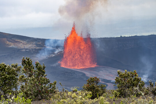 Episode 46 of lava fountaining in Halemaʻumaʻu Crater at the summit of Kīlauea ( shield volcano ). lava flow . Hawaiʻi Volcanoes National Park. Metrosideros polymorpha, the ʻōhiʻa lehua 