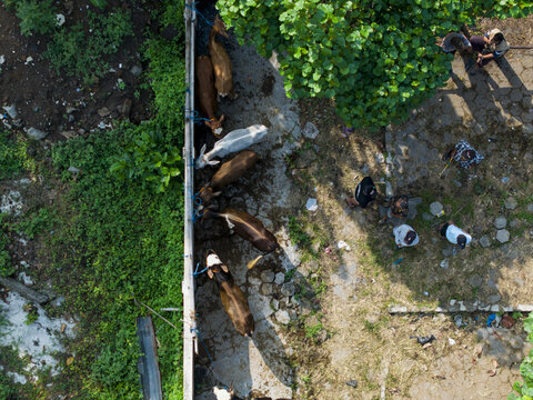 Aerial view of Animal Market Prambanan with cows tied to a fence and people standing nearby under green trees in Kecamatan Prambanan, Jawa Tengah, Indonesia.