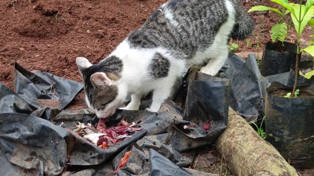 Stock footage of a domestic stray cat eating fresh fish offal and organ parts on the ground near plastic polybags.