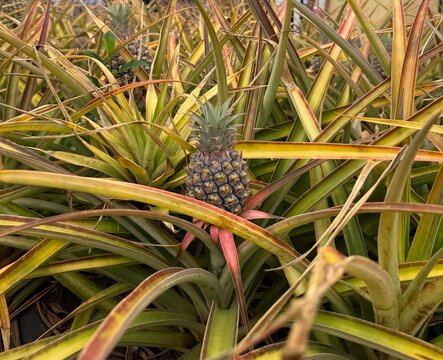 Pineapple Growing on Plantation