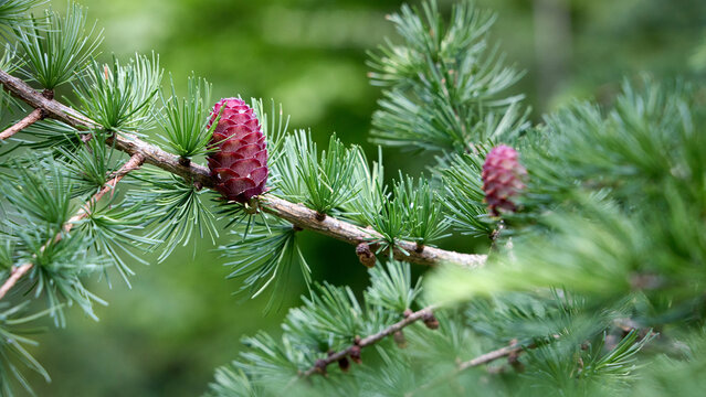 Spring larch branch with fresh green needles and young pink female cones, often called larch roses. Small seed-bearing structures bloom early before hardening into brown woody fruit on Larix trees.