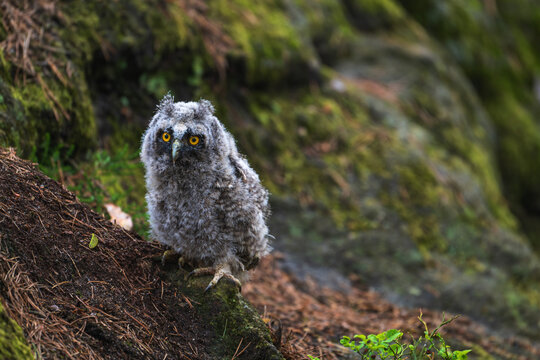 Fluffy long eared owl  (Asio otus) chick sitting on a mossy ground.