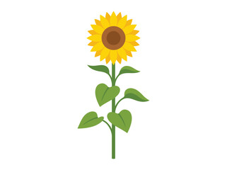 Fototapeta premium Single Yellow Sunflower Vector Illustration on Plain White Background