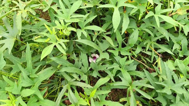 Close up footage of thick green sweet potato leaves or daun ubi jalar sprawling over a fertile farm bed.
