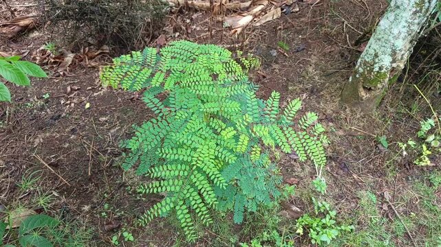 Stock footage focusing on a healthy young wild plant with delicate green foliage growing naturally on garden ground.