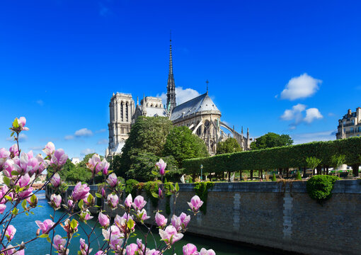 Notre Dame cathedral at summer day, Paris, France