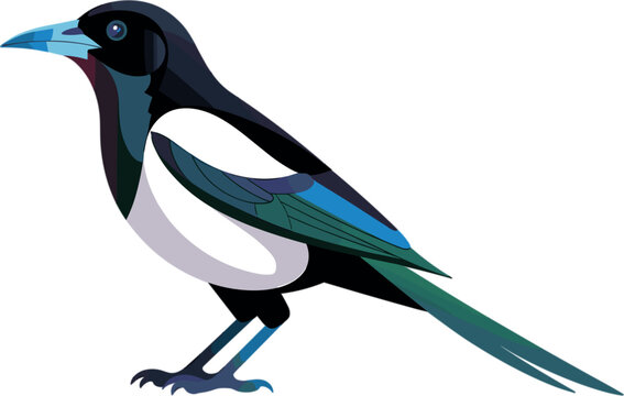 Eurasian Magpie Bird Vector Illustration with Detailed Black and White Feathers and Blue Green Undertones for Wildlife Branding Nature Education and Avian Posters