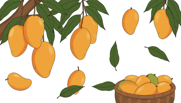 Cartoon mango harvest icons with ripe fruit, basket, and leaves representing tropical food and farming vector illustration