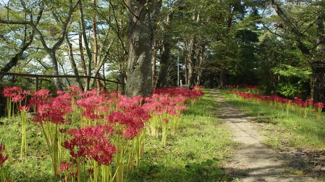船岡城址公園の彼岸花 Red Spider Lilies at Funaoka Castle Ruins Park in Japan