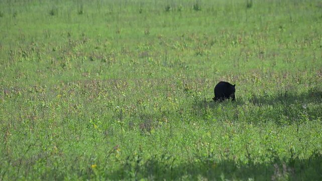 Black Bear Family in the Meadow