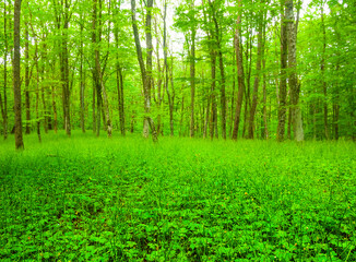 spring green forest glade natural scene © Yuriy Kulik