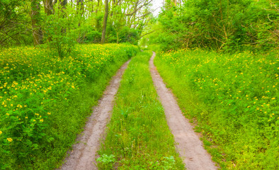 ground road through the green forest glade © Yuriy Kulik