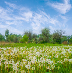 green spring forest glade covered by white dandelion flowers © Yuriy Kulik