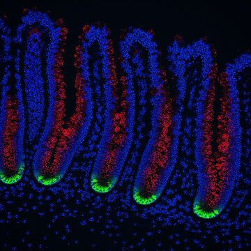 Human Intestinal Villi Fluorescence Microscopy Image