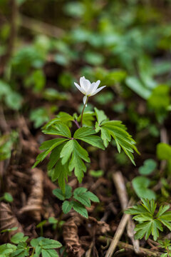white flowers in the forest. Anemona
