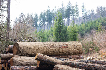 Fototapeta premium stack of wood