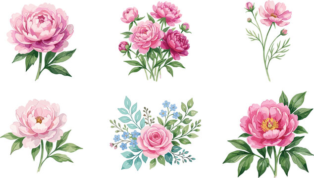 Beautiful pink peony and rose flower vector illustration set with green leaves isolated on white background