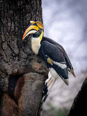 The guardian of the forest — a majestic Great Hornbill captured in its natural habitat deep inside the Indian wilderness. © shailesh